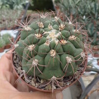 Gymnocalycium tilcarense VOS 1578