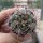Gymnocalycium tilcarense VOS 1578