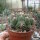 Gymnocalycium tilcarense VOS 1578