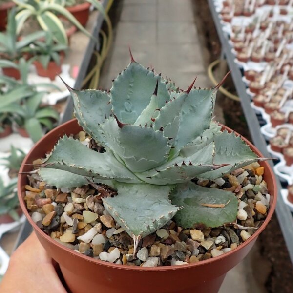 Agave guadalajarana Guadojora, NM XL