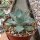 Agave guadalajarana Guadojora, NM XL