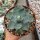 Agave guadalajarana Guadojora, NM XL