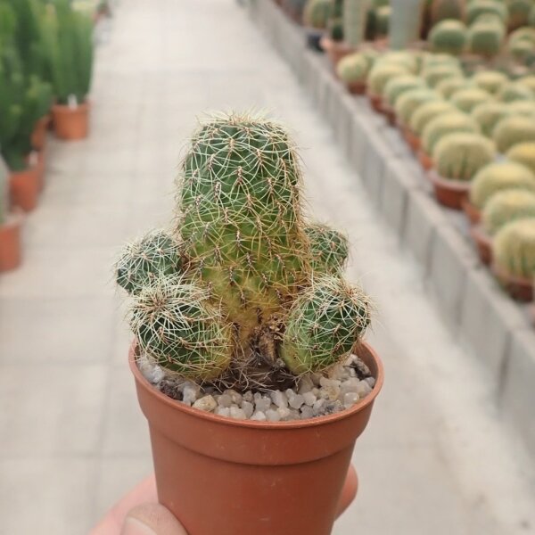 Sulcorebutia tarabucoensis v. hertusii RMR 0633