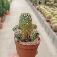 Sulcorebutia tarabucoensis v. hertusii RMR 0633