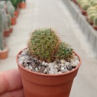 Sulcorebutia tarabucoensis v. hertusii RMR 0633