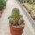 Sulcorebutia tarabucoensis v. hertusii RMR 0633