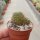 Sulcorebutia tarabucoensis v. hertusii RMR 0633