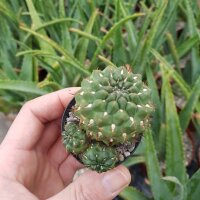 Sulcorebutia steinbachii v. horrida