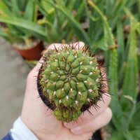 Sulcorebutia steinbachii v. horrida