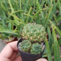 Sulcorebutia steinbachii v. horrida