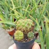 Sulcorebutia steinbachii v. horrida