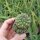Sulcorebutia steinbachii v. horrida