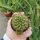 Sulcorebutia steinbachii v. horrida