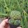 Sulcorebutia steinbachii v. horrida