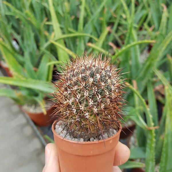 Sulcorebutia tiraquensis v. senilis