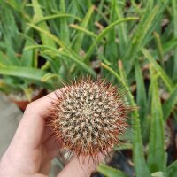 Sulcorebutia tiraquensis v. senilis