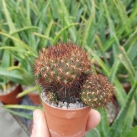 Sulcorebutia tiraquensis spp. totorensis v. G 183