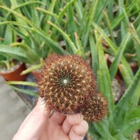 Sulcorebutia tiraquensis spp. totorensis v. G 183