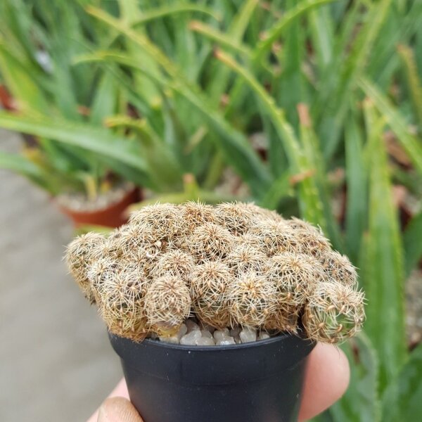 Sulcorebutia steinbachii v. hoffmannii RMR 0434