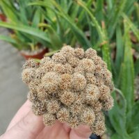Sulcorebutia steinbachii v. hoffmannii RMR 0434