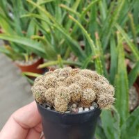 Sulcorebutia steinbachii v. hoffmannii RMR 0434