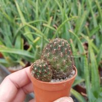 Sulcorebutia markusii v. markusii WR 195
