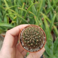 Sulcorebutia markusii v. markusii WR 195