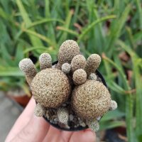 Sulcorebutia gemmae RH 1946a