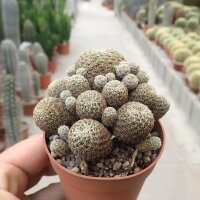 Sulcorebutia gemmae RH 1946a