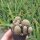 Sulcorebutia gemmae RH 1946a