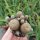 Sulcorebutia gemmae RH 1946a