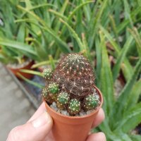 Sulcorebutia vargasii v. vargasii RMR 0641