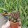 Sulcorebutia vargasii v. vargasii RMR 0641