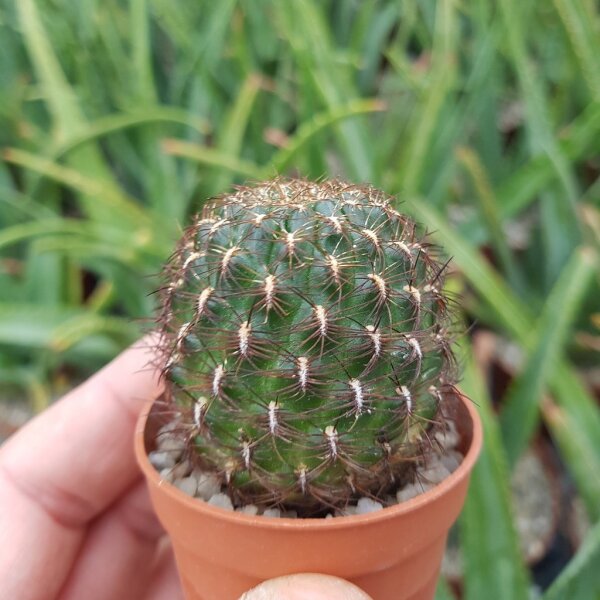Sulcorebutia atrospinosa RMR 0808