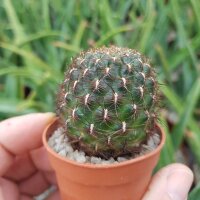 Sulcorebutia atrospinosa RMR 0808
