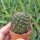 Sulcorebutia atrospinosa RMR 0808