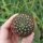 Sulcorebutia atrospinosa RMR 0808
