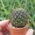 Sulcorebutia atrospinosa RMR 0808