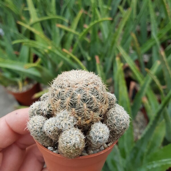 Sulcorebutia crispata RV 587