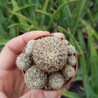 Sulcorebutia crispata RV 587