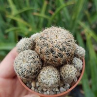 Sulcorebutia crispata RV 587