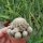 Sulcorebutia crispata RV 587