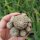 Sulcorebutia crispata RV 587