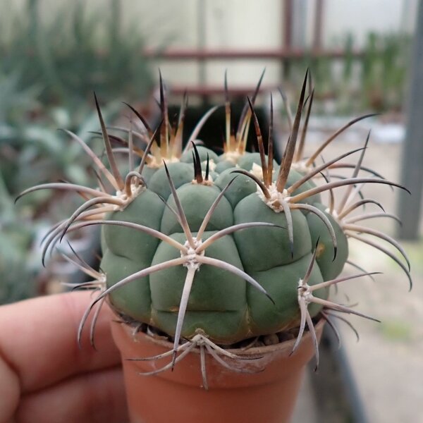 Gymnocalycium zegarre VOS 76