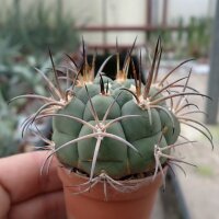 Gymnocalycium zegarre VOS 76