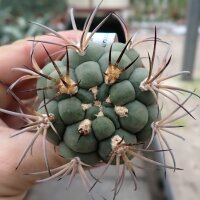 Gymnocalycium zegarre VOS 76