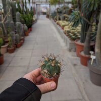 Gymnocalycium zegarre VOS 76