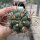 Gymnocalycium zegarre VOS 76