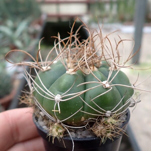 Gymnocalycium fleischerianum VOS 30