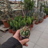 Gymnocalycium fleischerianum VOS 30